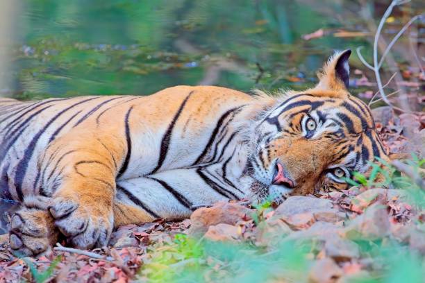 istock Tiger rejuvenating in a pool 2161949904