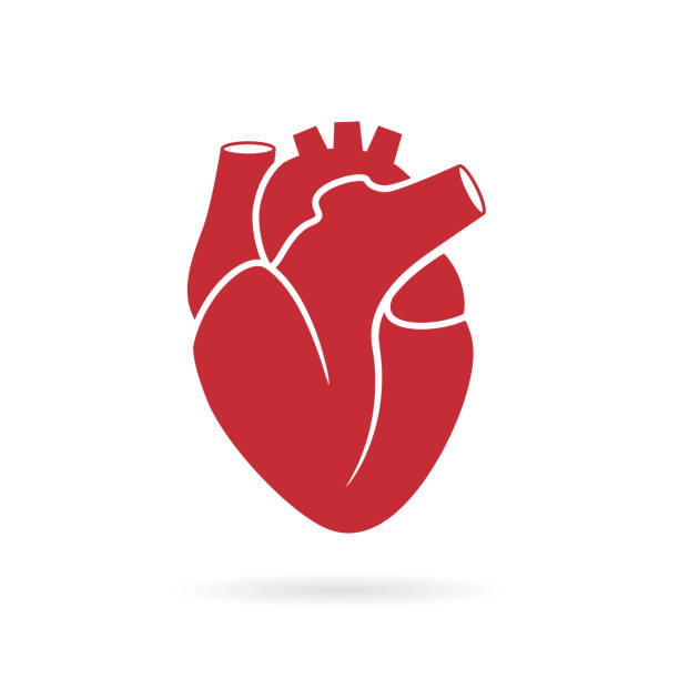 human heart vector icon - jantung organ dalam ilustrasi stok