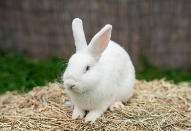 istock White medium-sized rabbit pannon ram sits on dry grass on a sunny day before Easter 2161953252