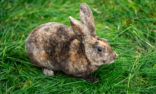 istock Brown spotted rex rabbit sits on green grass on a sunny day before Easter 2161953349
