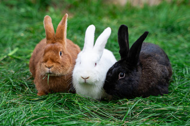 istock Three new zealand red white black rabbits sit on green grass on a sunny day before Easter 2161953470