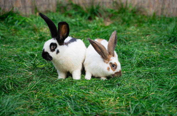 istock Strokach white with black and brown spots Checkerd Gigantic - large rabbits sit on green grass on sunny day before Easter 2161953528