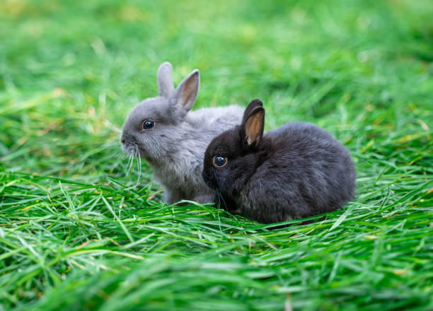 istock Minor - black and grey mini rabbits sit on a green grass on a sunny day before Easter 2161953685