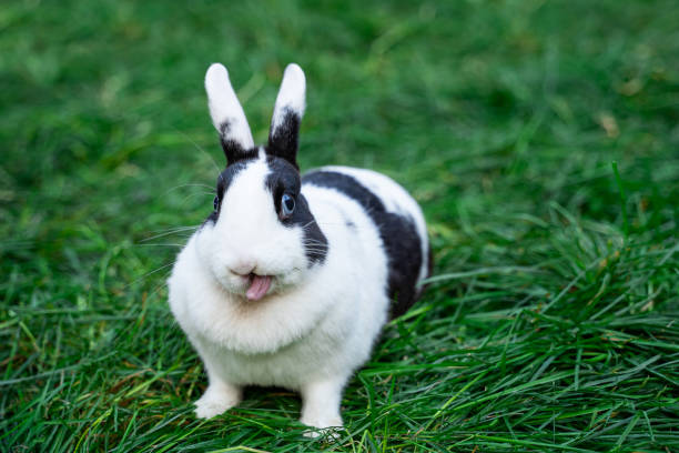 istock White hotot hermelin medium sized rabbit with blue eyes sits on a green grass before Easter 2161953779