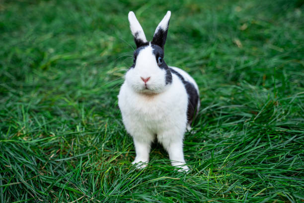 istock White hotot hermelin medium sized rabbit with blue eyes sits on a green grass before Easter 2161953794