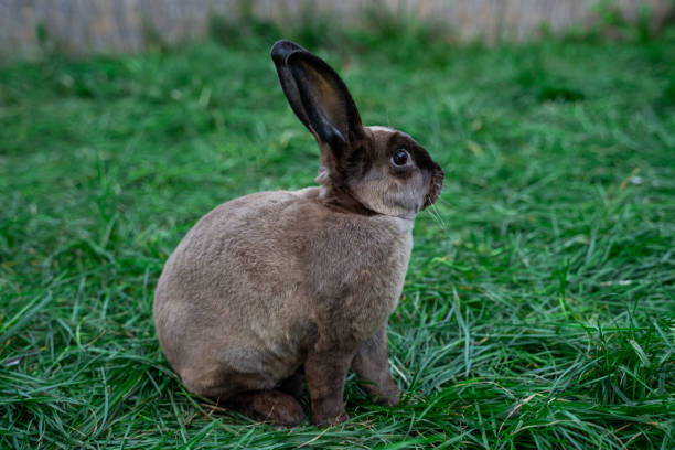 Caster Rabbit 50+ Castor Rex Rabbit Fotografías de stock, fotos e imágenes libres de ...