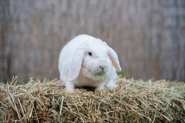 istock Lop-eared ram white rabbit - medium sized rabbit sits on dry grass on sunny day before Easter 2161953947