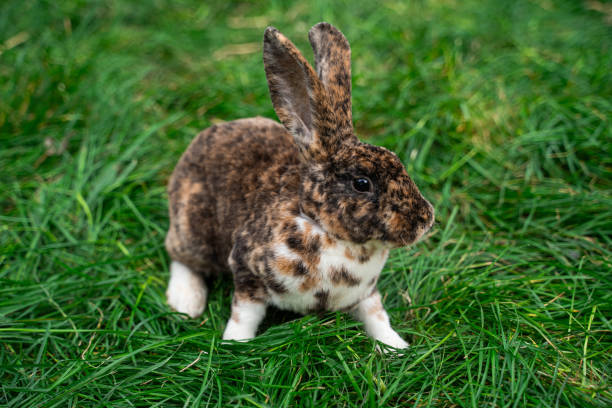 istock Brown spotted rex rabbit sits on green grass on a sunny day before Easter 2161954308