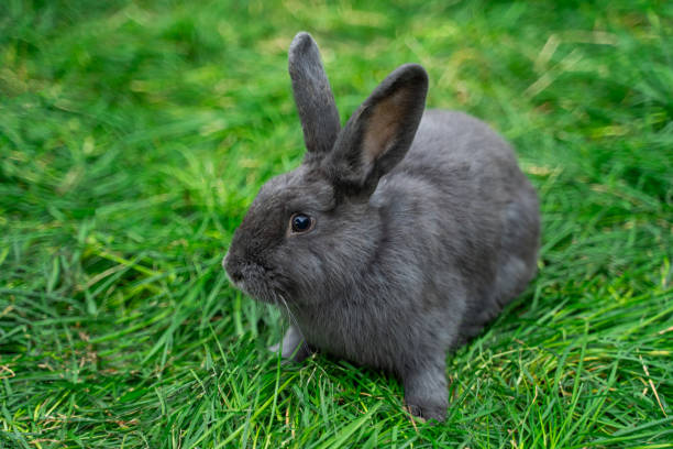 istock Gray medium-sized rabbit pannon ram sits on green grass on a sunny day before Easter 2161954328
