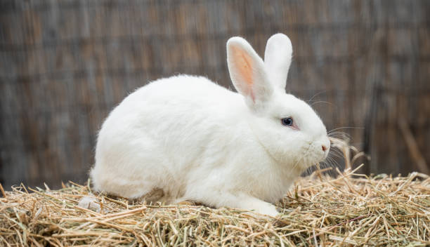 istock White medium-sized rabbit pannon ram sits on dry grass on a sunny day before Easter 2161954413