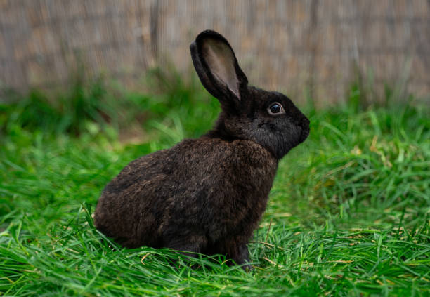 istock Black giant rabbit sits on green grass on a sunny day before Easter 2161954421