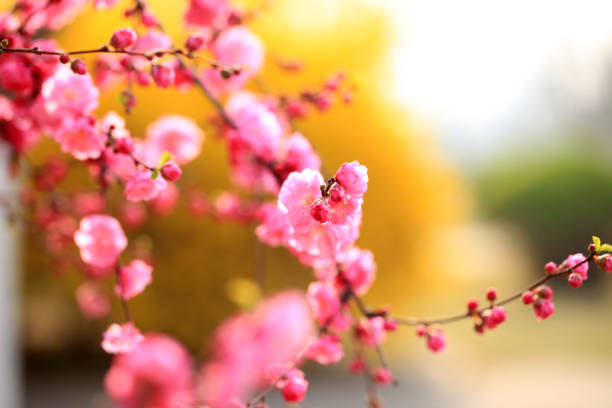 In spring, the plum trees bloom, Peach blossoms in bloom