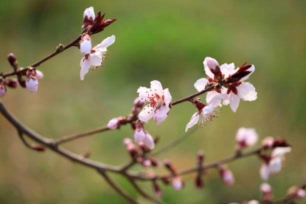 istock the plum trees bloom, Peach blossoms in bloom 2161954534