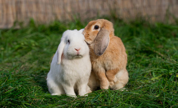istock Two medium-sized lop-eared white and red rabbit ram sit on green grass on a sunny day before Easter 2161954636