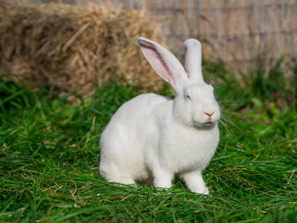 istock White giant rabbit sits on green grass on a sunny day before Easter 2161954714