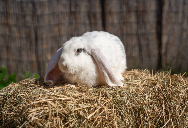 istock Large sized white rabbit lop-eared ram sitting on dry grass on a sunny day before Easter 2161954768
