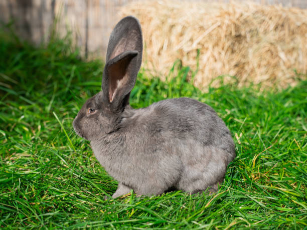 istock Grey giant rabbit sits on green grass on a sunny day before Easter 2161954875