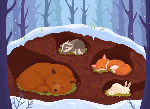illustrations, cliparts, dessins animés et icônes de animaux dormant dans la tanière. animal dort dans un terrier souterrain, forêt boisée, hiver, saison de neige, ours mignon, hibernation, forêt, maison de la nature, dessin animé, faune, illustration ingénieuse - sous terre