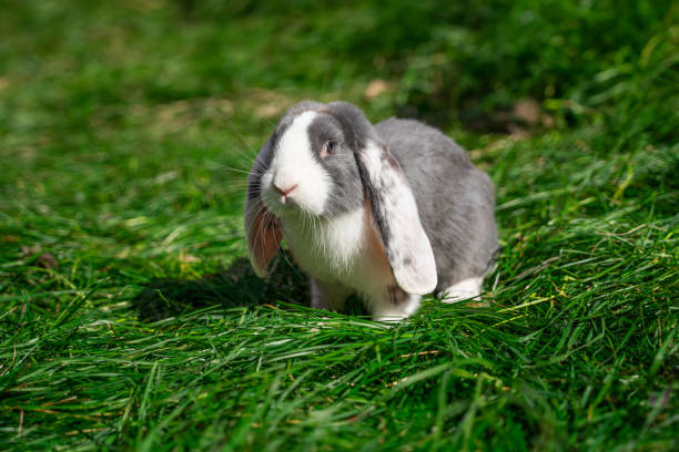 istock Large sized white grey rabbit lop-eared ram sitting on green grass on a sunny day before Easter 2161954981