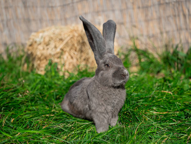 istock Grey giant rabbit sits on green grass on a sunny day before Easter 2161955031