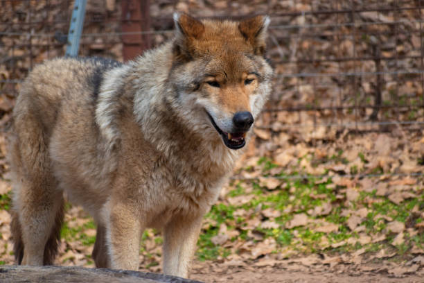 istock Wolf in the Zoo 2161955032