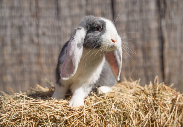 Large sized white grey rabbit lop-eared ram sitting on dry grass on a sunny day before Easter, look at the side
