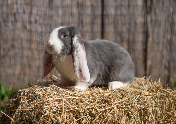 Large sized white grey rabbit lop-eared ram sitting on dry grass on a sunny day before Easter, look at the side