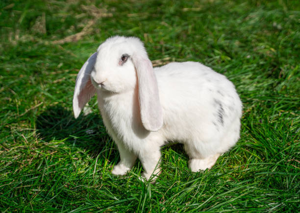 istock Large sized white rabbit lop-eared ram sitting on green grass on a sunny day before Easter, profile 2161955293