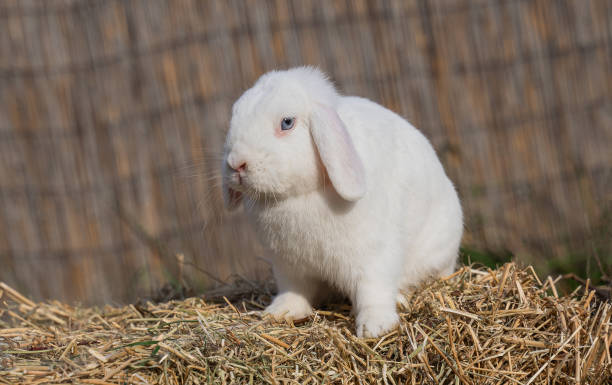 istock White medium-sized lop-eared rabbit ram sits on dry grass on a sunny day before Easter 2161955334