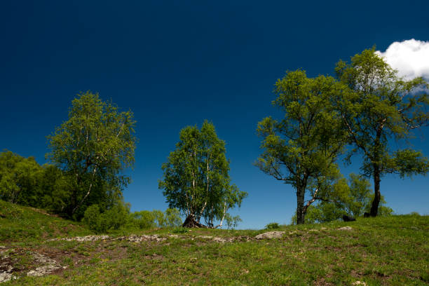 Summer Landscape in park