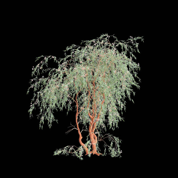 3d illustration of Eucalyptus caesia tree isolated on black background