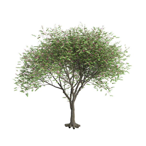 istock 3d illustration of Cercis Siliquastrum tree isolated on white background 2161956220