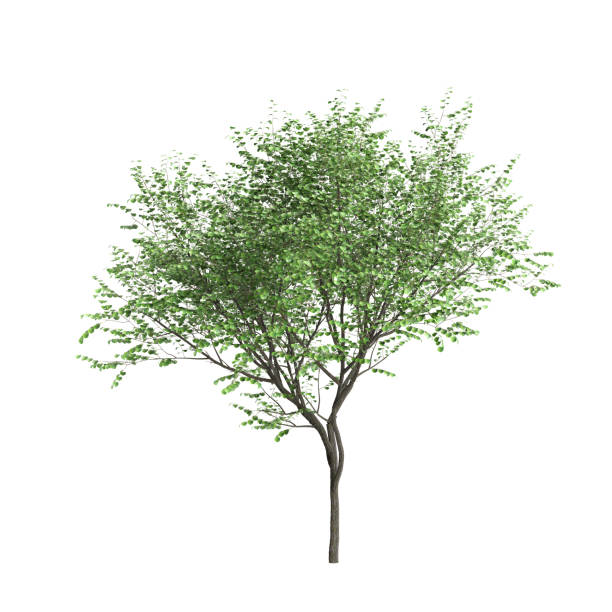 3d illustration of Cercis Siliquastrum tree isolated on white background