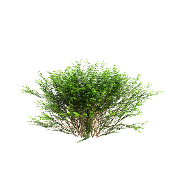 istock 3d illustration of Lonicera Nitida shrubs isolated on white background 2161956250