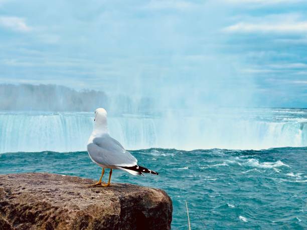Experience the mesmerizing and powerful essence of Niagara Falls through this captivating photograph, featuring a lone seagull perched on a rock, gazing intently at the magnificent waterfall. The image conveys a mysterious atmosphere and the raw power of nature, with the breathtaking color of the water adding to its allure.In this stunning photo, a seagull sits serenely on a rock near the base of Niagara Falls, its gaze fixed on the thundering cascade of water. The falls, with their immense power and beauty, create a dramatic backdrop, while the mist rising from the crashing waters adds an element of mystery and enchantment. The vibrant and captivating color of the water enhances the scene, making it truly breathtaking. The presence of the seagull, calmly observing the powerful natural spectacle, embodies the harmony between wildlife and the majestic force of the waterfall.