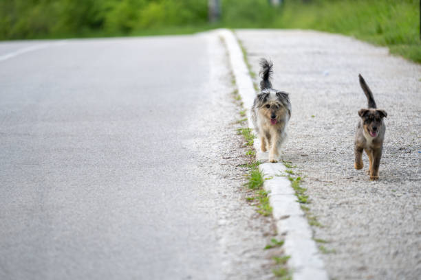 Two stray dogs are walking along the sidewalk.