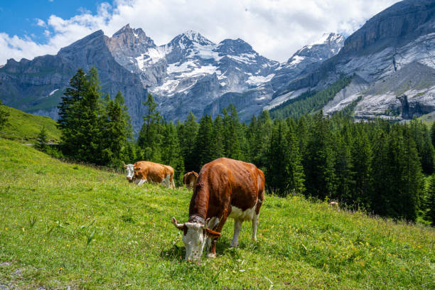 istock Cows in the pasture in Swiss Alps 2161959081