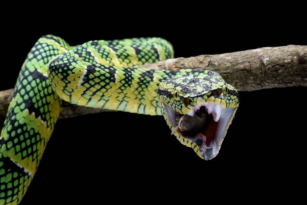 istock Wagler pit viper on dark background 2161959182