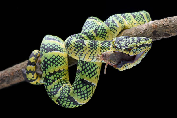 istock Wagler pit viper on dark background 2161959185