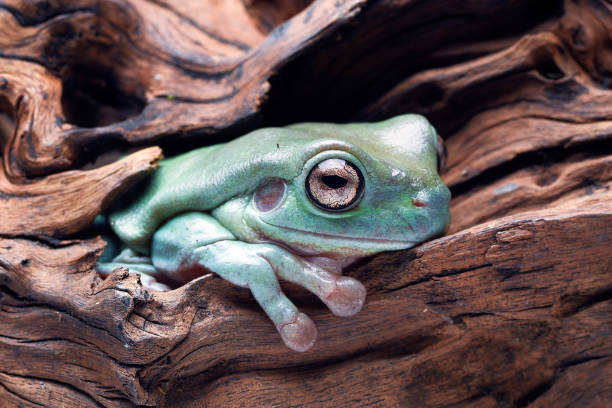 istock The white-lipped tree frog (Nyctimystes infrafrenatus)is the world's largest tree frog 2161959221