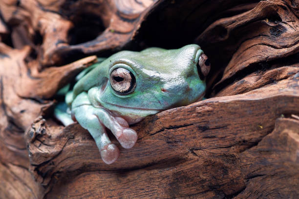 istock The white-lipped tree frog (Nyctimystes infrafrenatus)is the world's largest tree frog. 2161959223