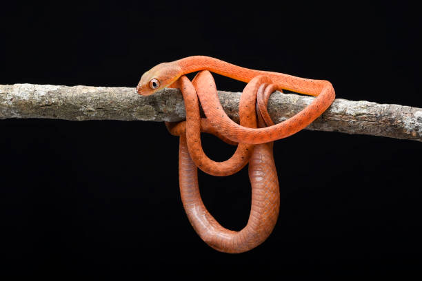 istock Baby red boiga on black background 2161959243