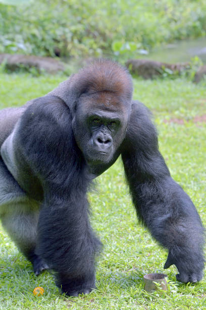 Silverback Gorilla