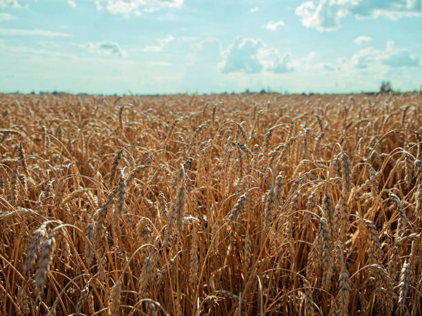 istock Wheat field and cloudy sky on a sunny day. 2161960330