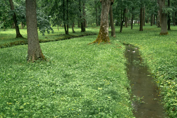 drainage channels in the park, which flows through the grass