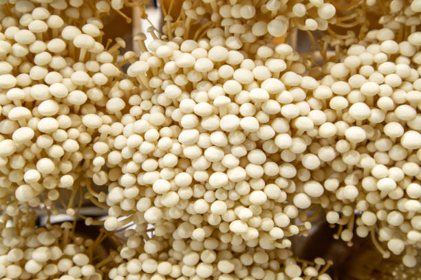 Growing organic white mushrooms