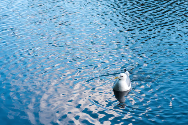 Seagull on the surface of the water