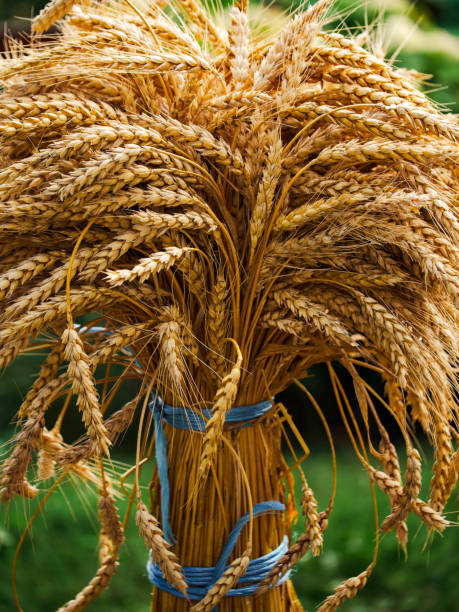 istock Upright wheat bundle tied neatly with ribbons amidst a garden setting. 2161961950