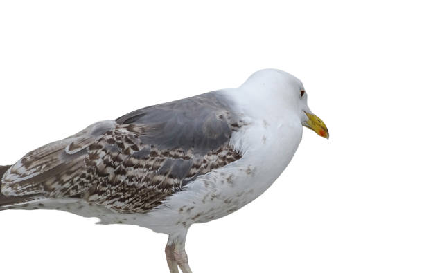 istock Yellow-legged Gull isolated on white. Larus michahellis 2161964609