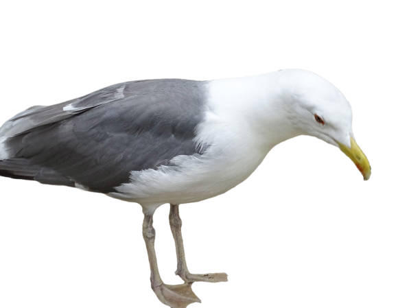 istock Yellow-legged Gull isolated on white. Larus michahellis 2161964611
